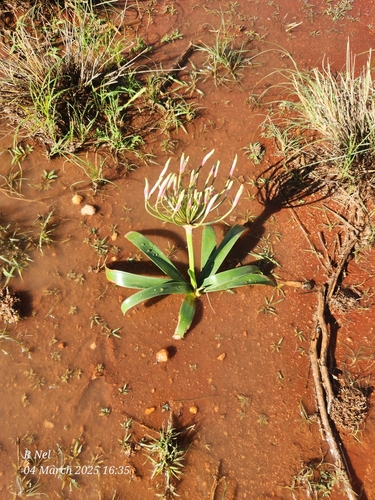 Image of Nerine laticoma by (c) Ricus Nel, some rights reserved (CC BY)