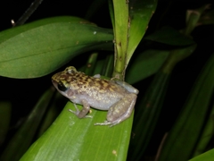 Eleutherodactylus leprus