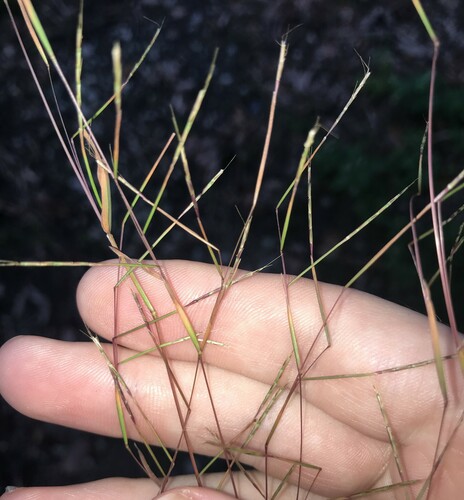 Serillo Dulce (Schizachyrium brevifolium)
