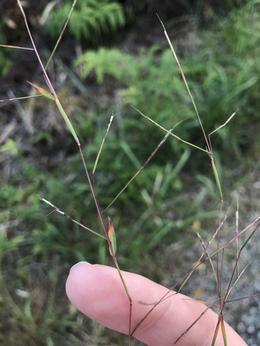 Image of Serillo Dulce (Schizachyrium brevifolium) by no rights reserved