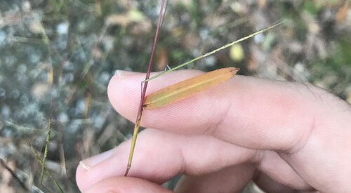 Image of Serillo Dulce (Schizachyrium brevifolium) by no rights reserved