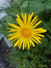 Doronicum carpaticum