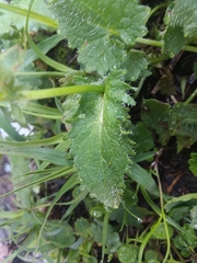 Doronicum carpaticum