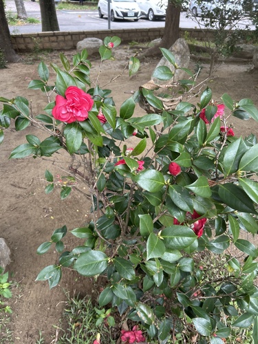 Camellia rusticana iNat (1)
