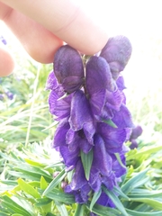 Aconitum napellus