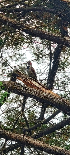 Guatemalan Flicker (Colaptes mexicanoides), photo 2