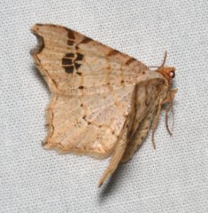 Macaria promiscuata