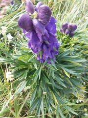 Aconitum napellus