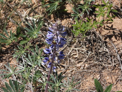 Image of Lupinus plattensis by (c) Jared Shorma, some rights reserved (CC BY)