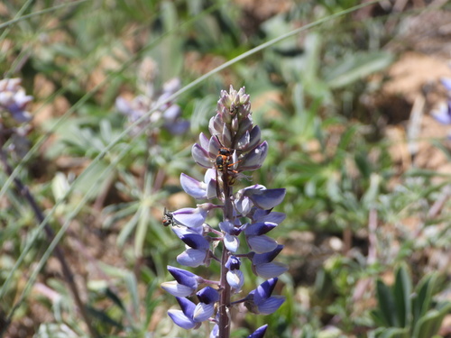 Image of Lupinus plattensis by (c) Jared Shorma, some rights reserved (CC BY)