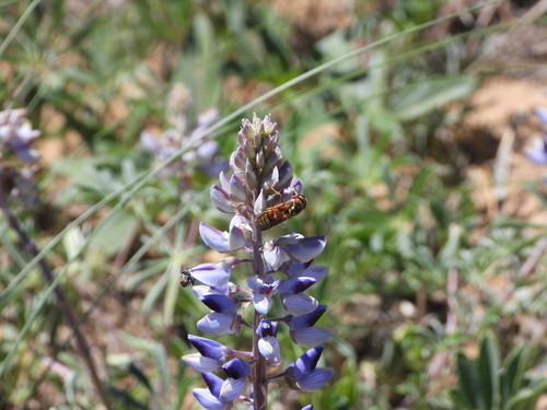 Image of Lupinus plattensis by (c) Jared Shorma, some rights reserved (CC BY)