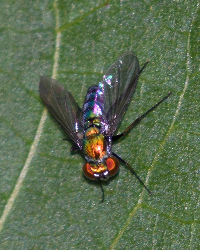 Condylostylus longicornis