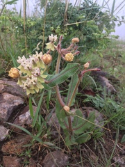 Asclepias jaliscana