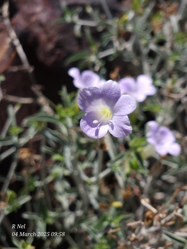 Image of Barleria lancifolia by (c) Ricus Nel, some rights reserved (CC BY)