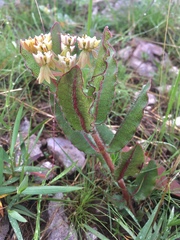 Asclepias jaliscana
