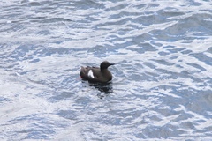 Cepphus grylle faeroeensis