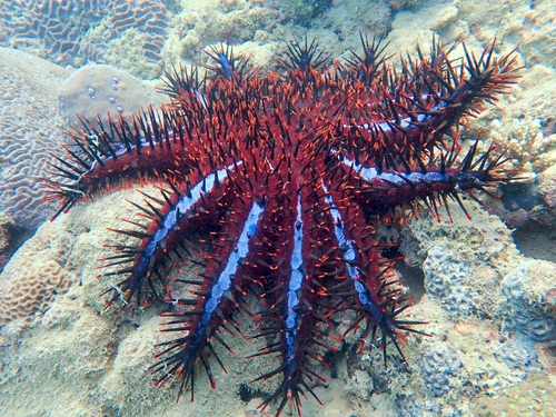 Crown-of-Thorns Starfish