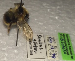 Bombus ashtoni