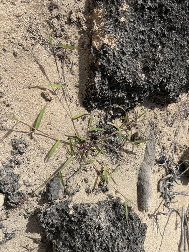 Eragrostis tenella observed 2025-03-06