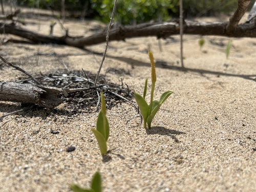Ophioglossum polyphyllum observed 2025-03-06