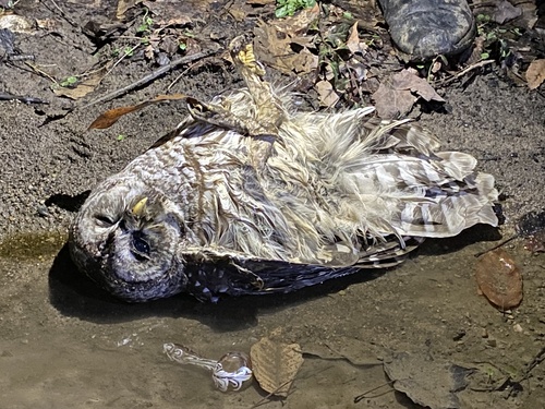 Barred Owl photographed in Ohio