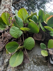 Bergenia