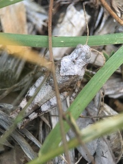 Oedipoda charpentieri