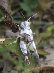 Oedipoda charpentieri