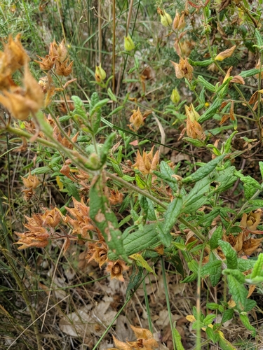 Cistus inflatus