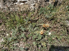 Hedysarum candidum