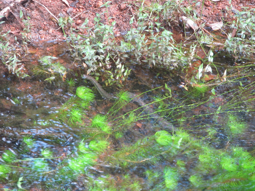 Macleay's Water Snake sighting