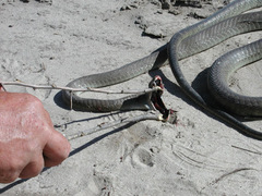 Dendroaspis polylepis