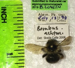 Bombus ashtoni