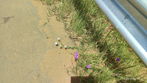 South American mock vervain