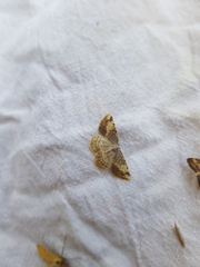 Stegania trimaculata