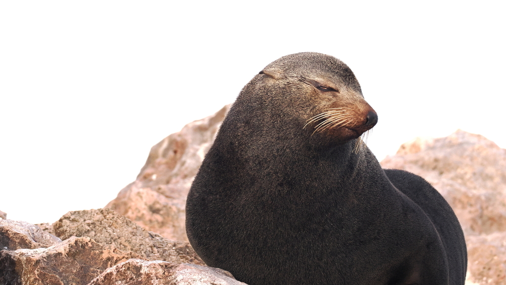 Fur seal resting on rocks with its eyes closed and its head raised