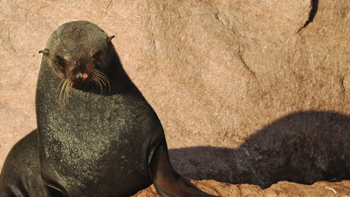 Guadalupe Fur Seal (Arctocephalus townsendi), a species recorded in California