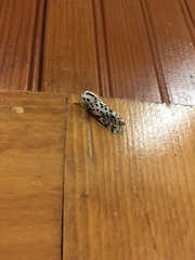 Hypercompe permaculata