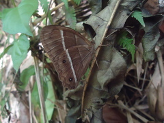 Parataygetis lineata