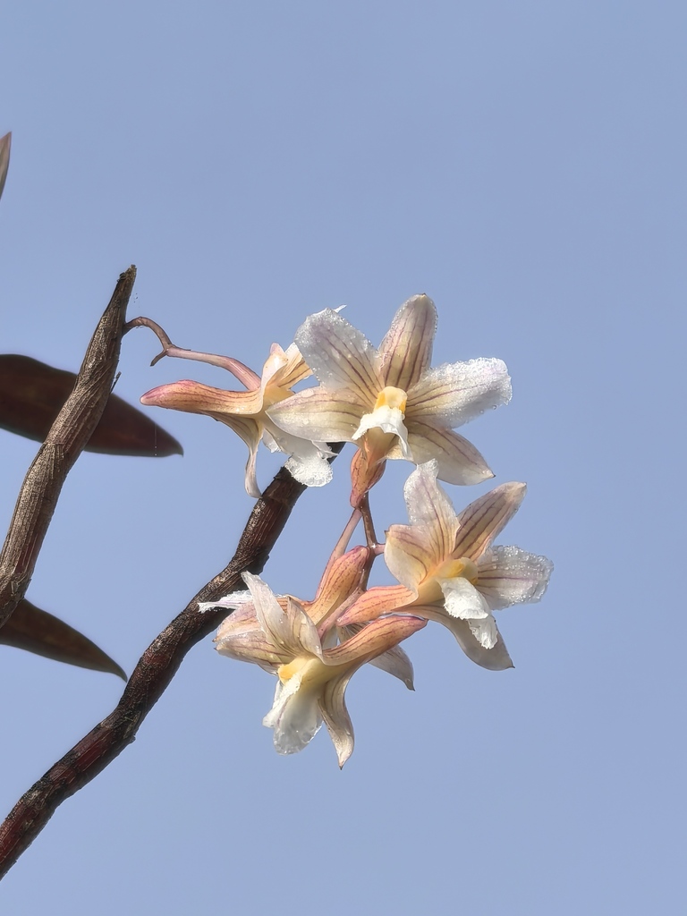 Dendrobium calcariferum Carr 2