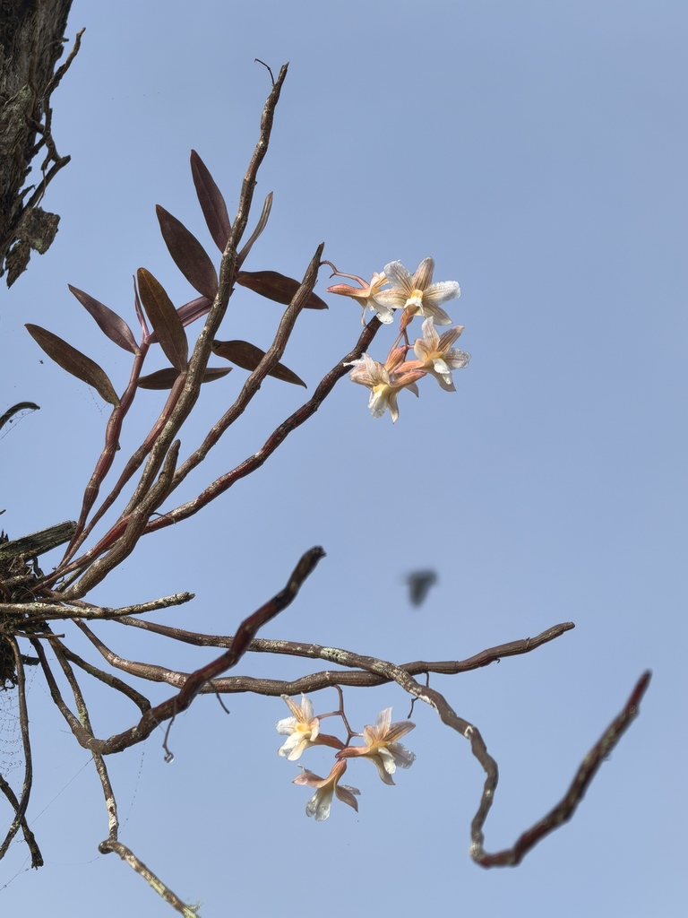 Dendrobium calcariferum Carr 3