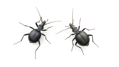 Punctate Snail-eating Beetle photo 2