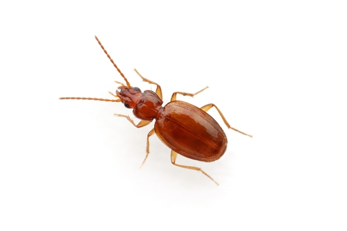 Trechus pomonae