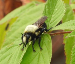 Laphria grossa