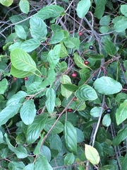 Frangula alnus