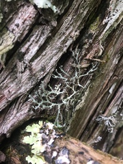 Heterodermia leucomelos