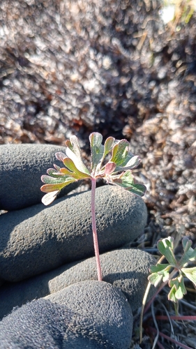 Image of Geranium retrorsum by (c) Joe Potter Butler, some rights reserved (CC BY)