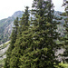 Picea schrenkiana - Photo (c) Tamsin Carlisle, μερικά δικαιώματα διατηρούνται (CC BY-NC-SA)