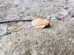 Phyllodesma suberifolia