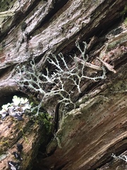 Heterodermia leucomelos